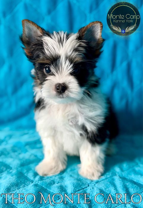Piesek THEO Tricolor York Biewer Yorkshire Terrier DO ODBIORU