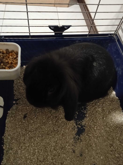 Coelhinho anão muito dócil