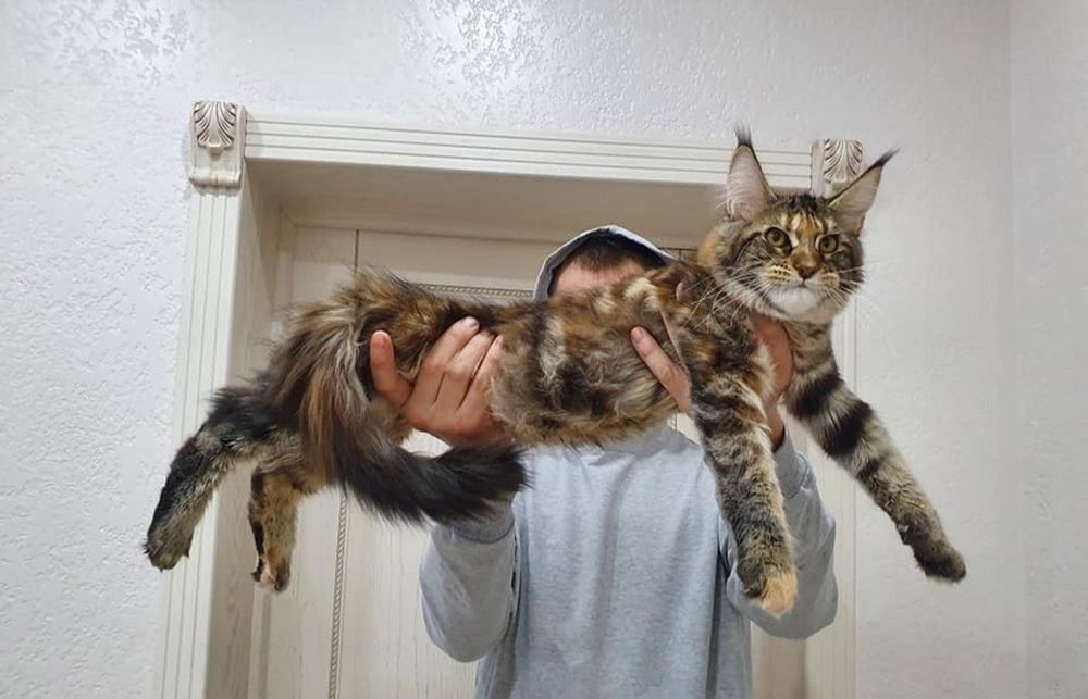 Vip котята Мейн-кун