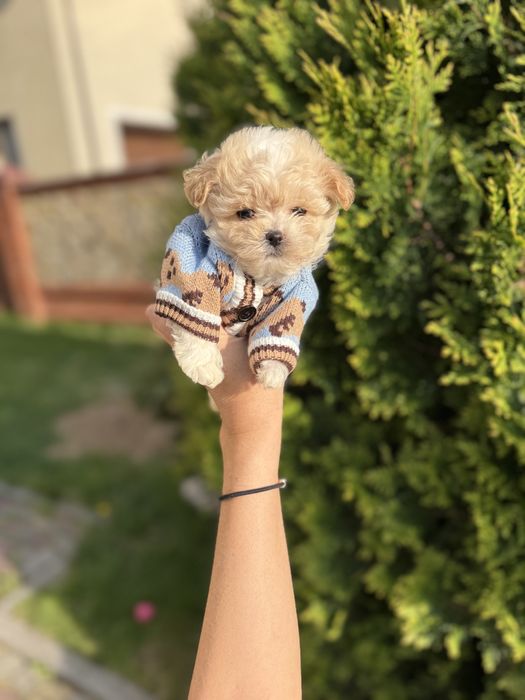 Цуцятка мальтипу ф1