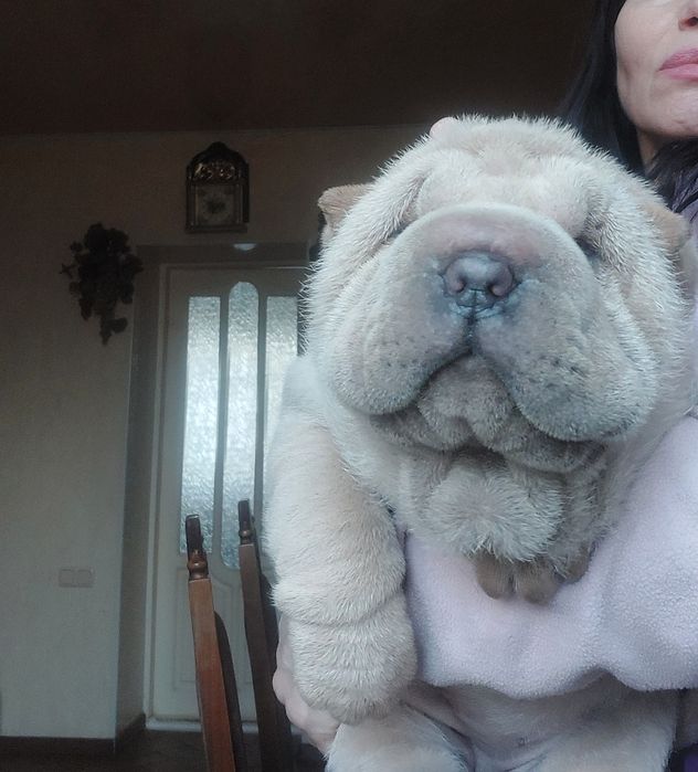 Голубогенная кремовая девочка.