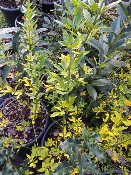 Plantas para o seu jardim