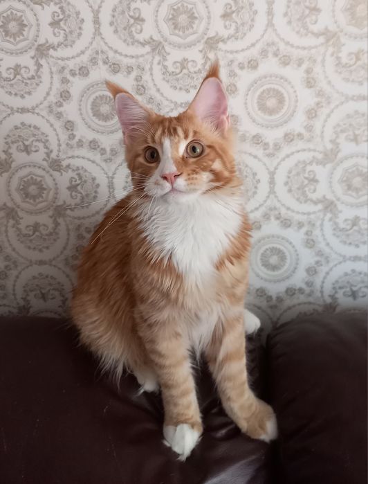 Бронируем мейнкунчики с документами ,привиты,окрасы разные,возраст тож