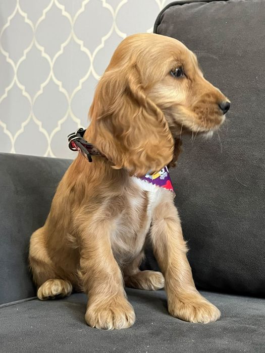 Piękny szczeniak rasy Cocker Spaniel
