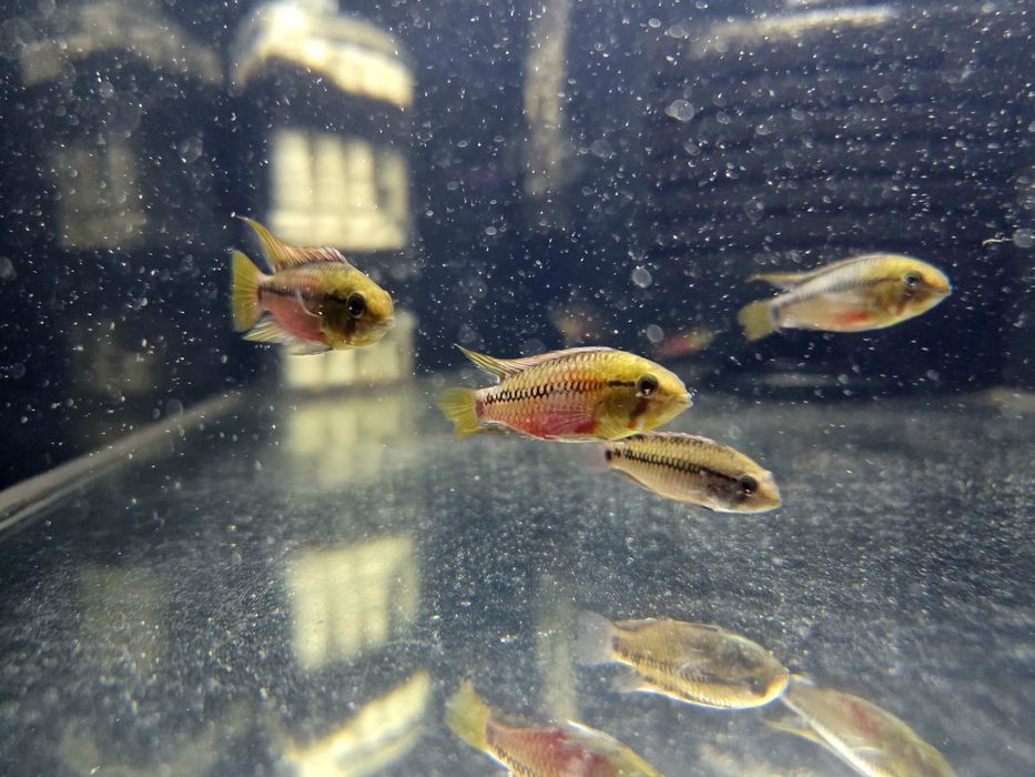 Pielęgniczka Apistogramma hongsloi (krasnopręga)