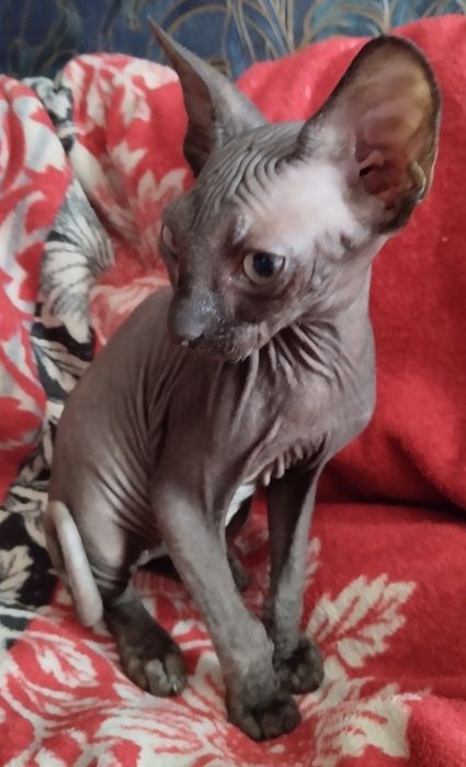 Канадский сфинкс,девочка