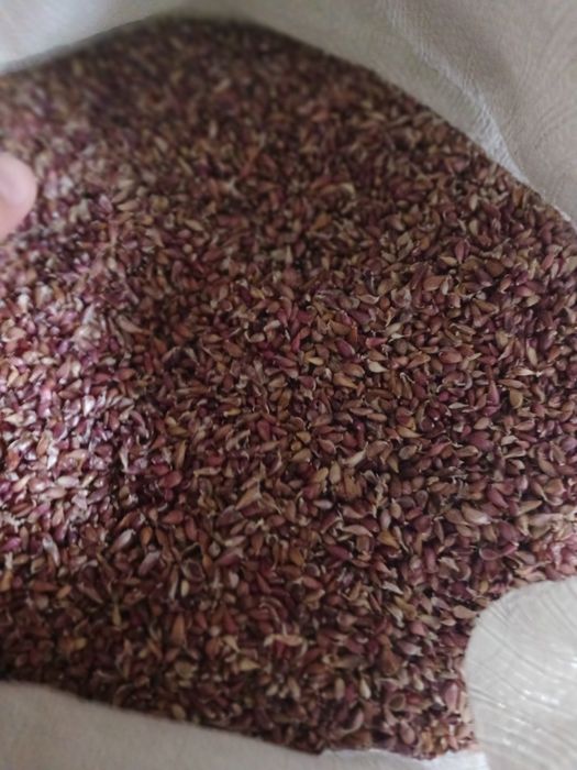 продам насіння часника воздушка любаша