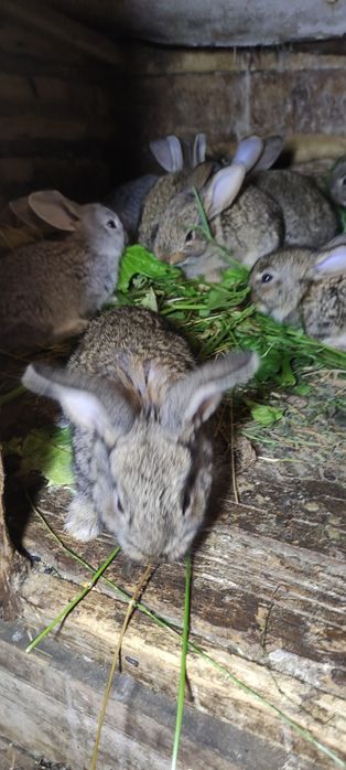 Кроленята на відгодівлю