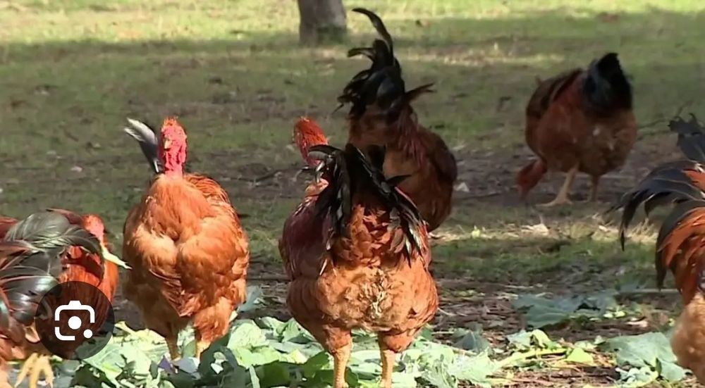 Galos caseiros e patos