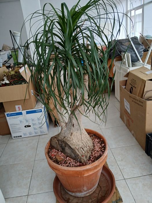 Planta Neolina Beaucarnea gigante e centenária maravilhosa. Bonsai maravilhoso.