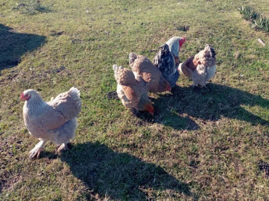 Продаю інкубаційне яйце, Брама фарфорова, лососева, колумбія.