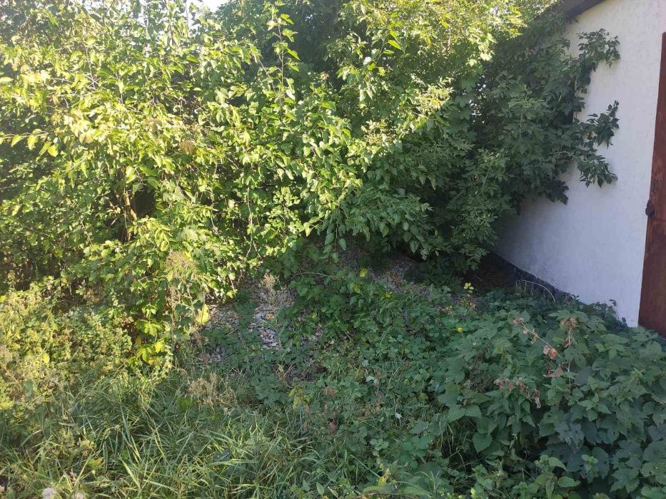 Продається господарство в центрі Котельва