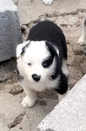 Cachorrinha border collie que parece um panda