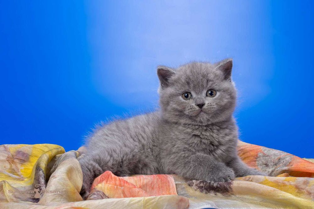 Gatinho criado em ambiente familiar