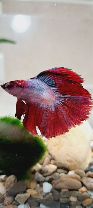 Подарунок - Королівська рибка в акваріумі на 5 л