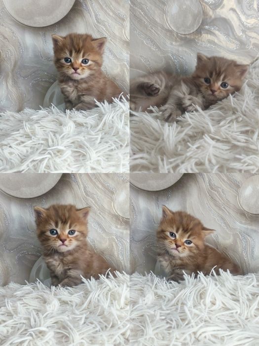 Продається  чарівне кошеня хлопчик
