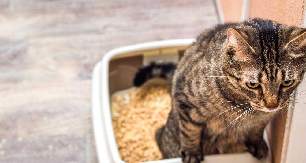 Дерев'яний наповнювач для КОТІВ