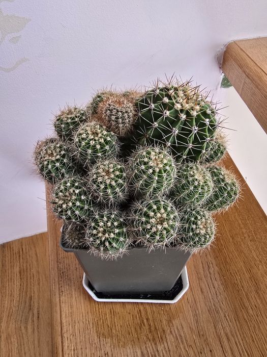 Кактуси композиція