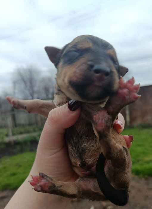 Щенки бесплатно в добрые руки