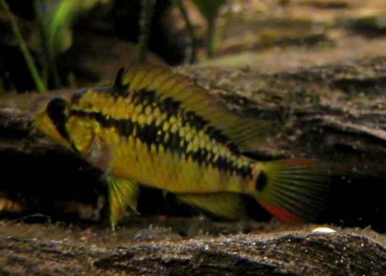 Apistogramma casal cacatuoide viejita