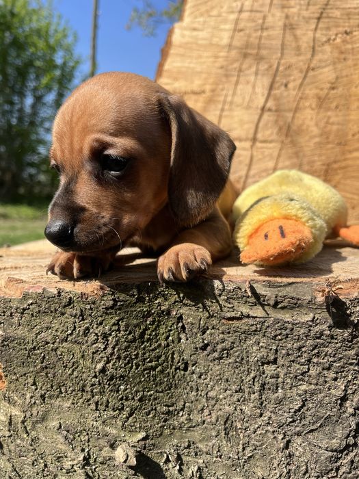 Цуцики такси, таксята