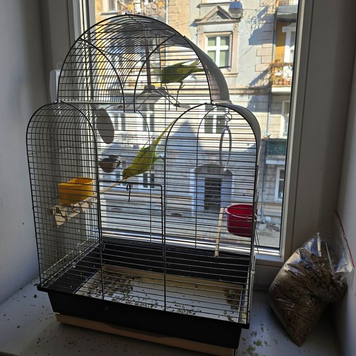 Papużki wraz z klatką