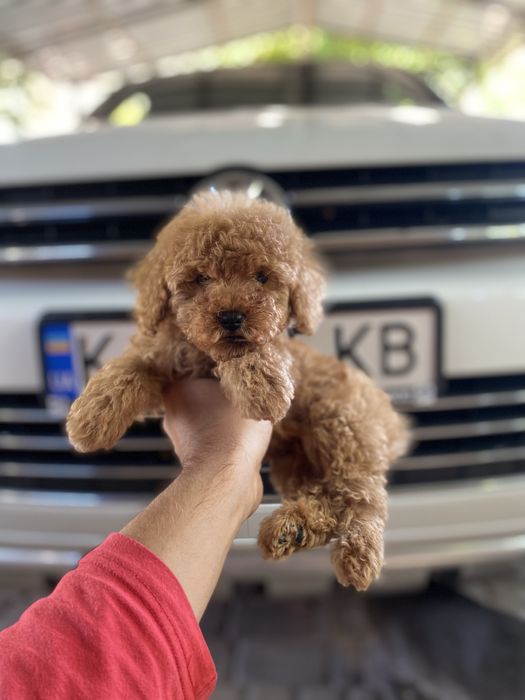 Гарні немовлята мальтіпу