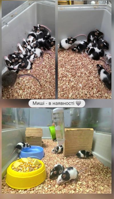 Мыши в  продаже