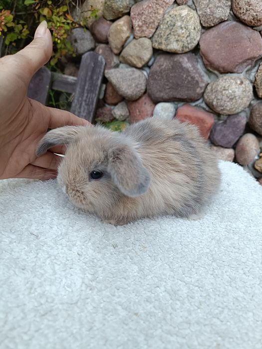 Mini Lop Happy Teddy Radom