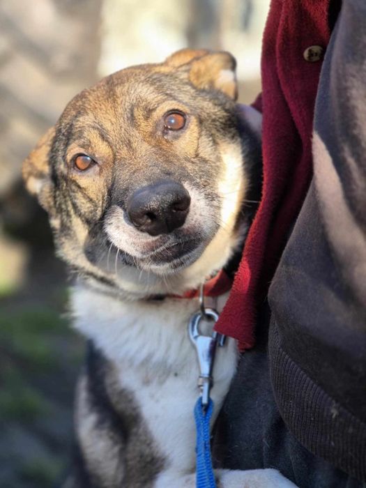 Oddam za darmo/ Śliczny Czesmir szuka domu na stałe (Adopcja)