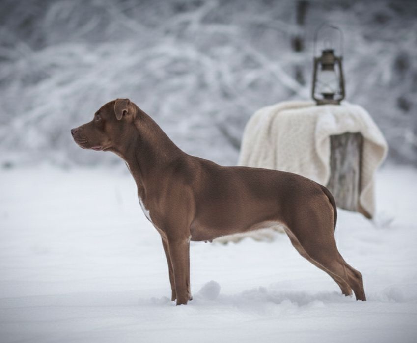 Цуценя Американський Пітбультер'єр. Пітбуль
