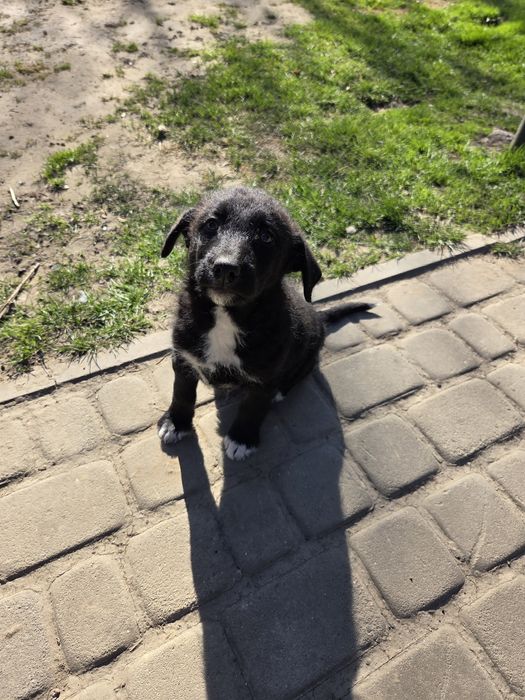 Oddam suczkę, mieszaniec labradora