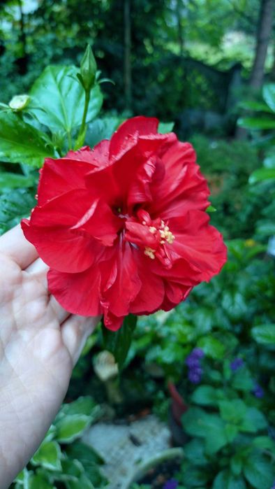 Hibiskus pełny czerwony około 160 cm