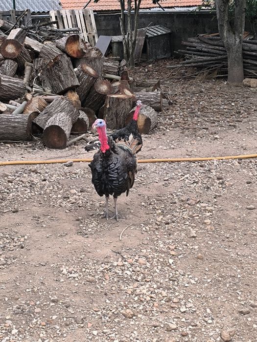 Vendo peru adulto.