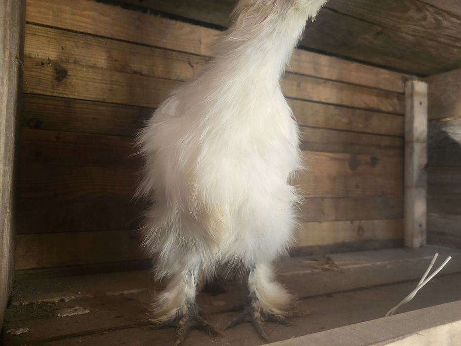 Silki białe  koguty