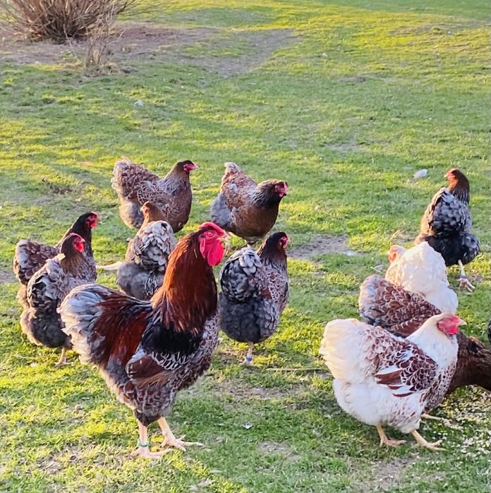 Jajka lęgowe ayam cemani, wyandotte, bojowiec malajski