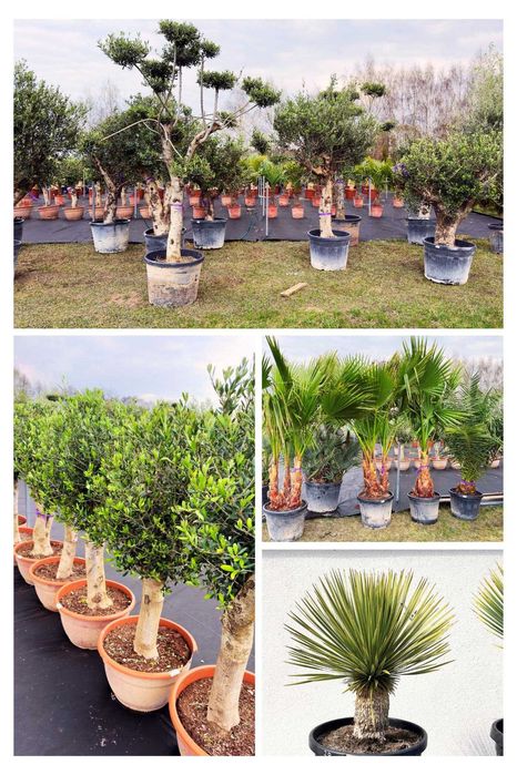 Juka Rostrata, Yucca Rostrata 100cm