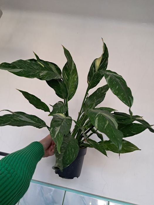 Skrzydlokwiat spathyphillum diamond variegata