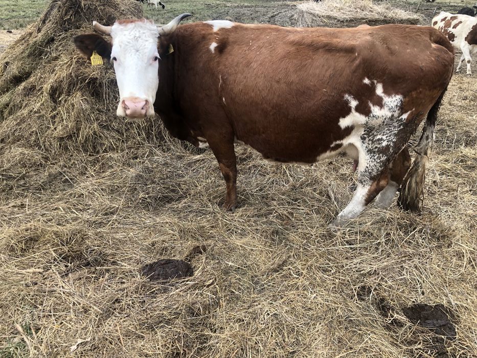 Krowa mięsna mleczna