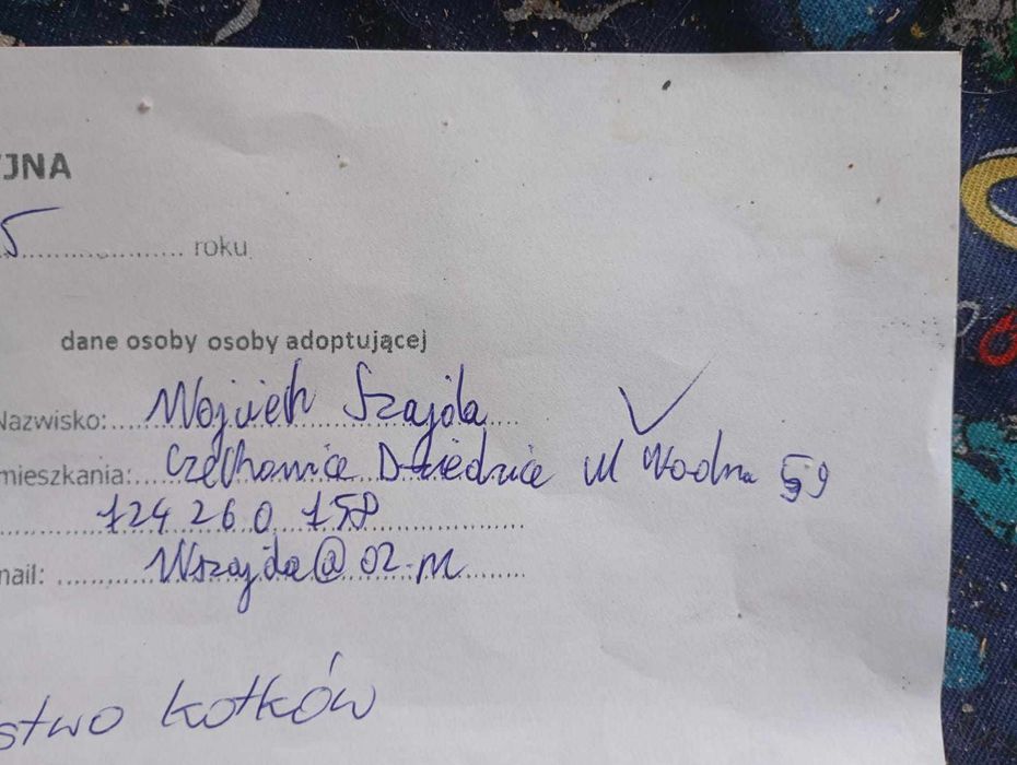 Zaginęły dwa kotki (brat i siostra)