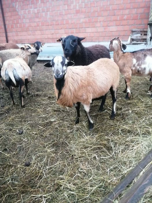 Jagnięcina owce kameruńskie