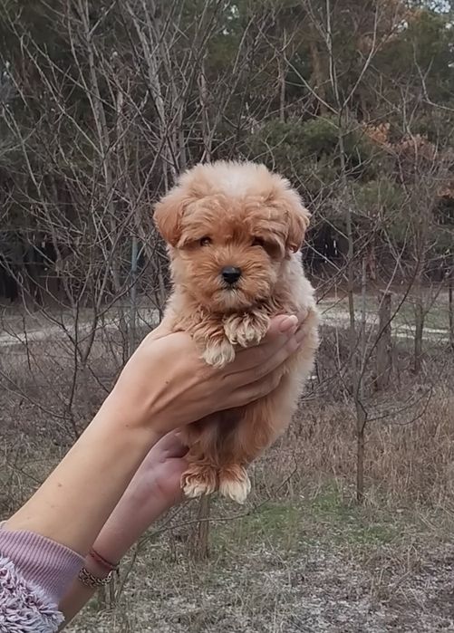 Мальтипу f1 и f2