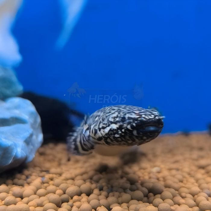 Polypterus Ornatipinnis