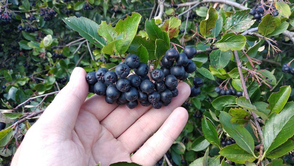 Aronia z rodzinnego sadu - naturalna i ręcznie zbierana
