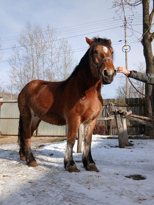 Klaczka dziesięciomiesięczna zimnokrwista