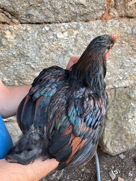 Galos Barnevelder