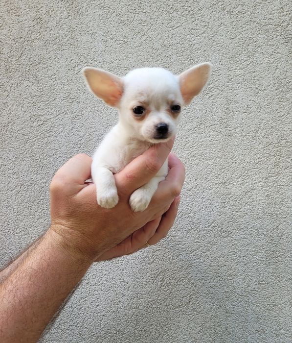 Chihuahua bebé femea
