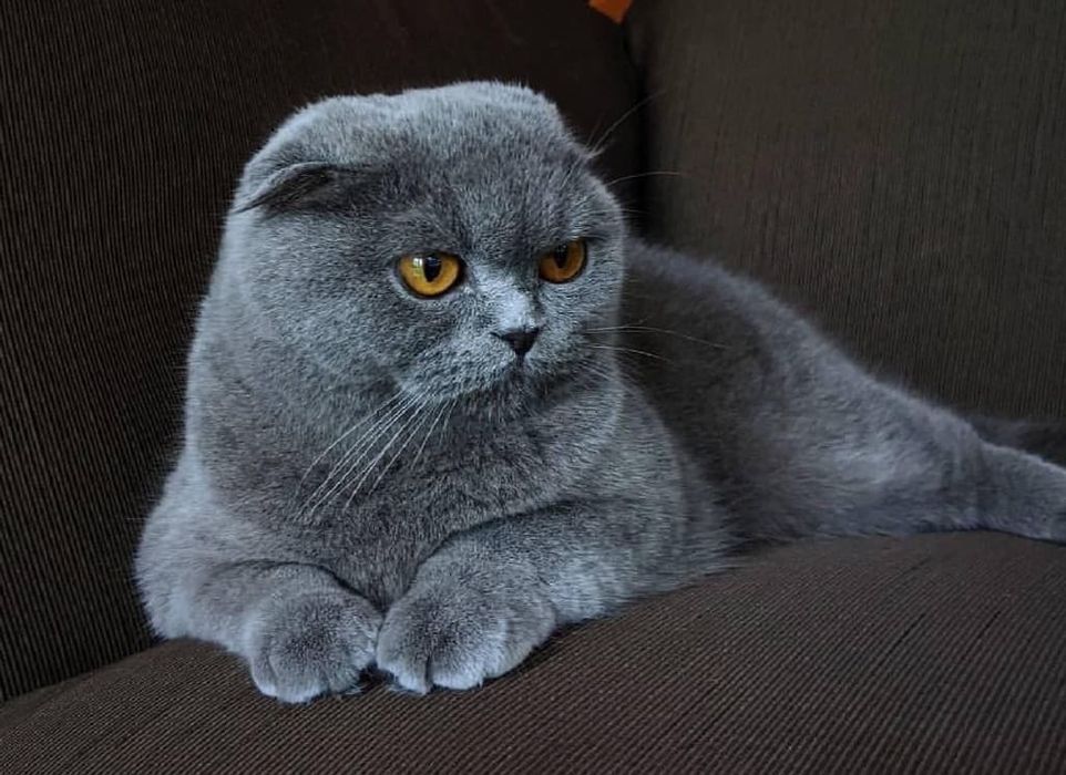 Кішка ,мила ,ніжна ,лагідна