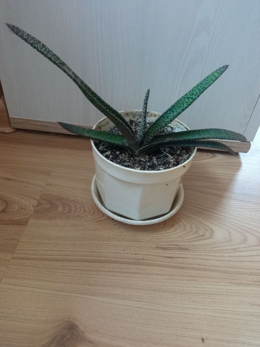 Kwiat ozdobny – gasteria.