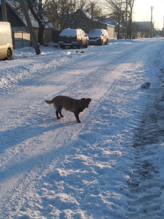 Віддам в добрі руки